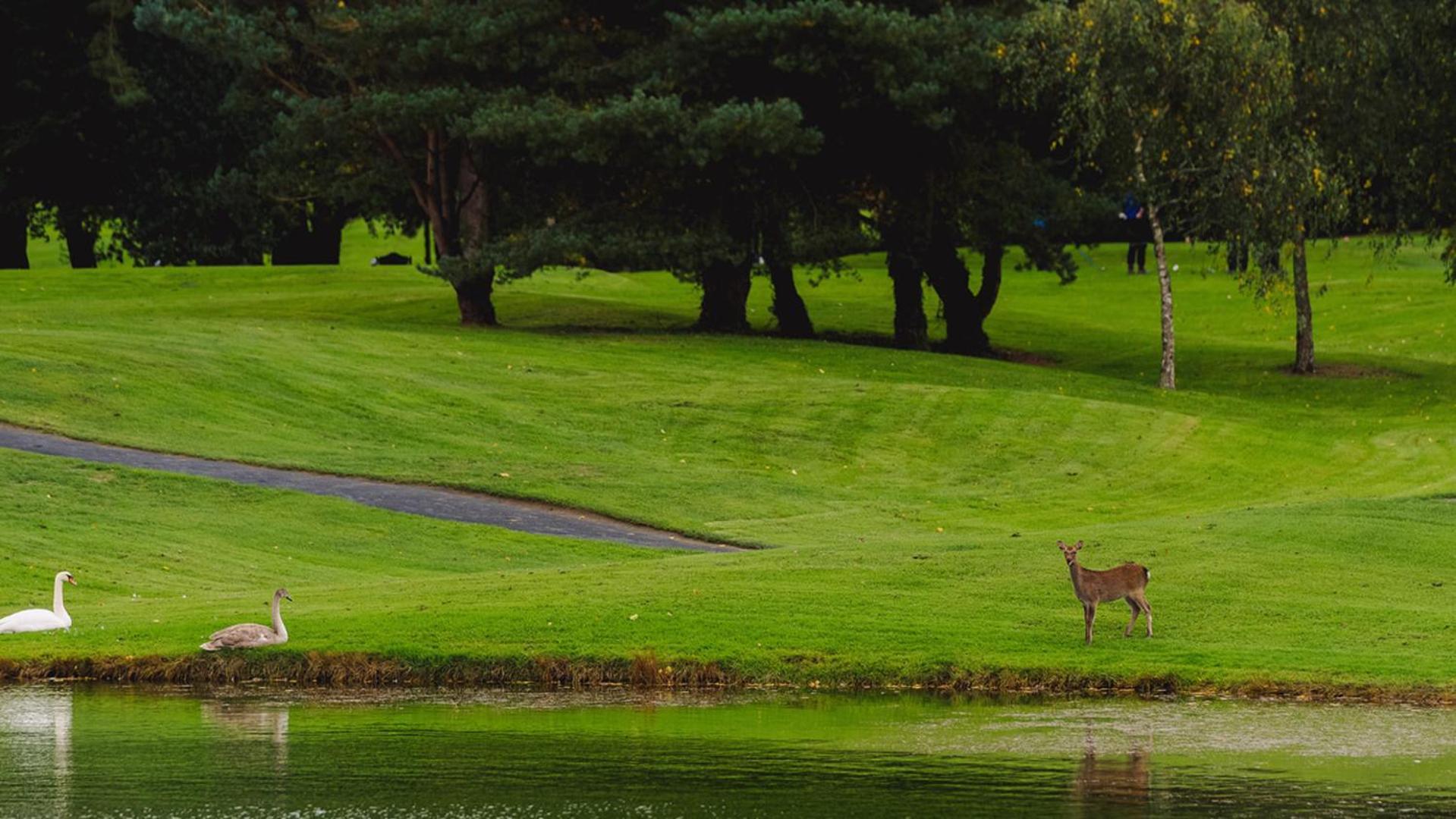 Waterford Castle Hotel Lodges Dış mekan fotoğraf